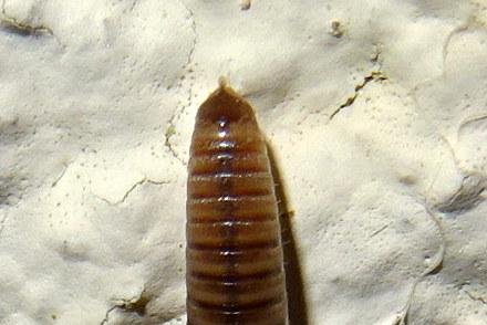 Réf. 252 431 : Cylindroiulus punctatus